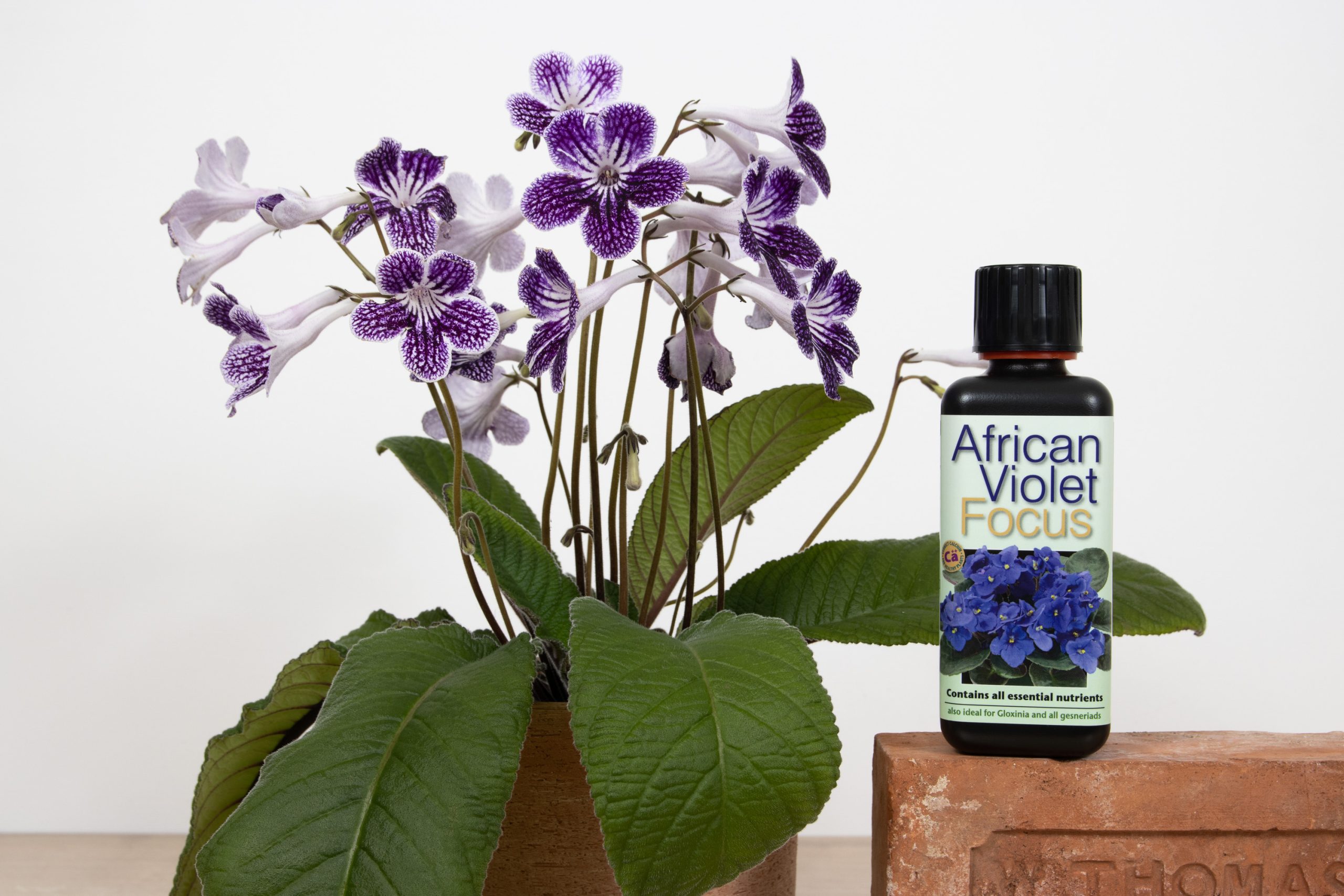African_Violet_Focus_with_Streptocarpus1651137714